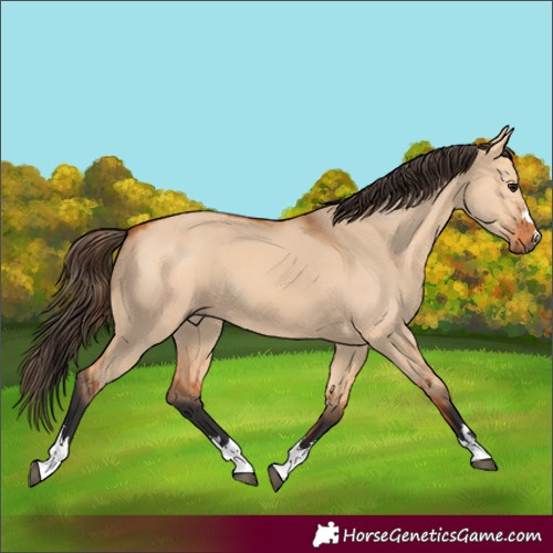 Horse Color:Bay Dun 