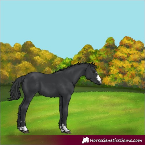 Horse Color:Black 