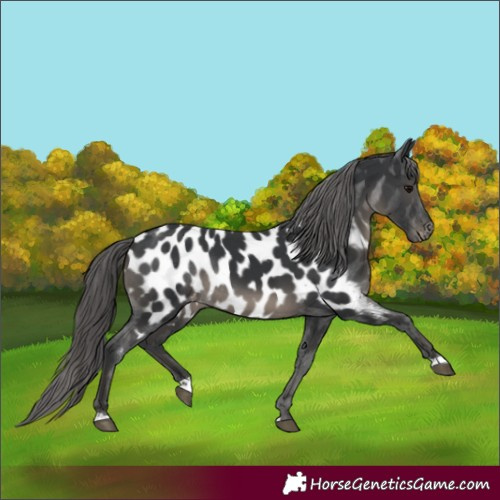 Horse Color:Black Appaloosa Rabicano 