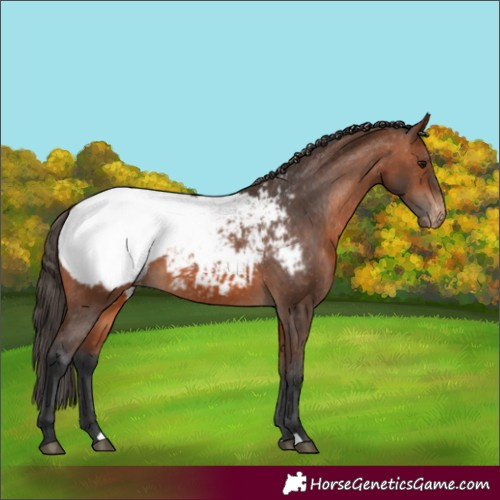 Horse Color:Bay Snowcap 