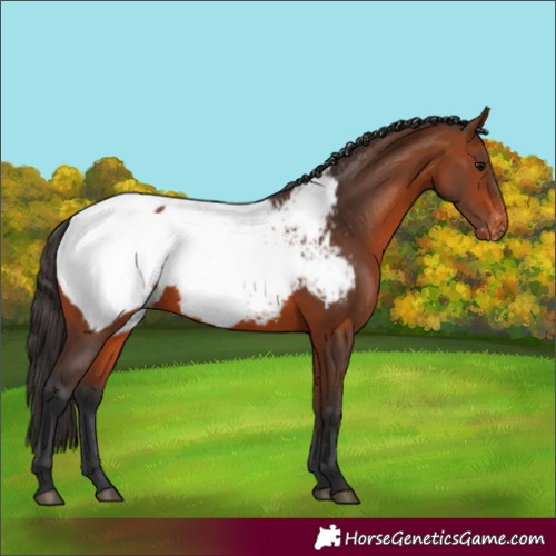 Horse Color:Bay Snowcap 