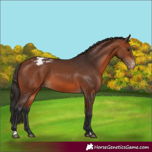 Horse Color:Bay Varnish 