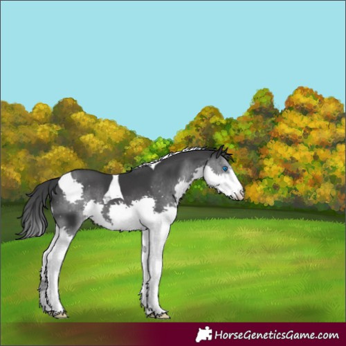 Horse Color:Black Splash Tobiano Appaloosa 