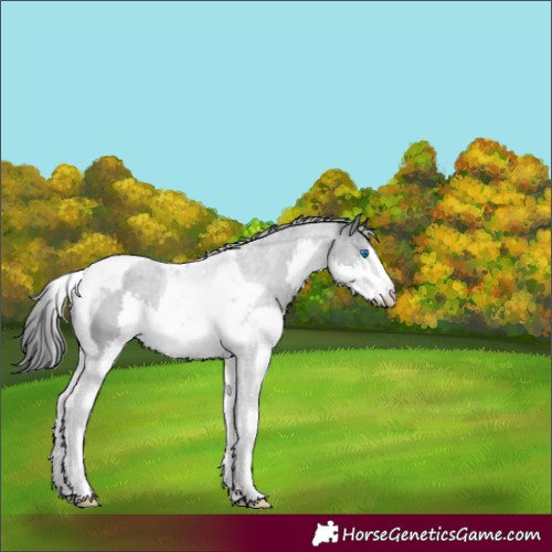 Horse Color:Black Splash Tobiano Appaloosa 