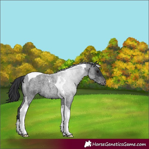 Horse Color:Blue Roan Tobiano Appaloosa 