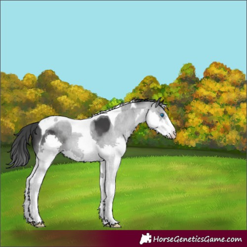 Horse Color:Black Splash Tobiano Appaloosa 
