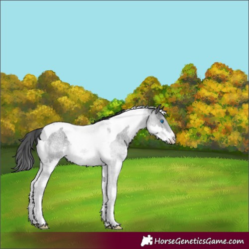 Horse Color:Blue Roan Splash Tobiano Varnish 