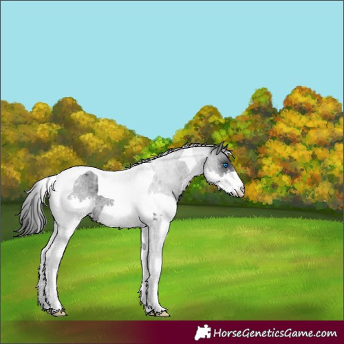 Horse Color:Blue Roan Splash Tobiano Appaloosa 
