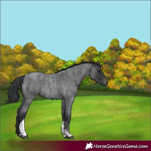 Horse Color:Blue Roan Tobiano Varnish 