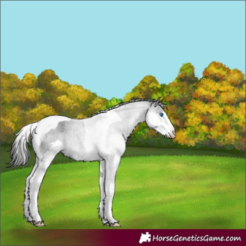Horse Color:Blue Roan Splash Tobiano Appaloosa 