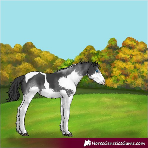Horse Color:Black Splash Tobiano Appaloosa 