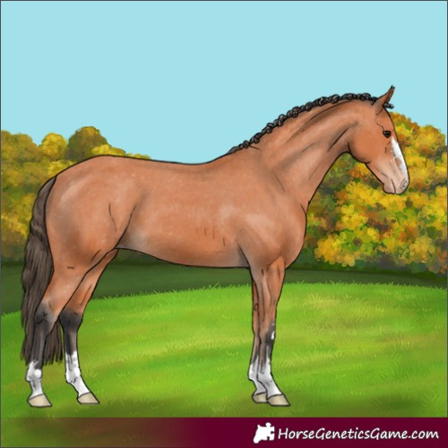 Horse Color:Bay Varnish 