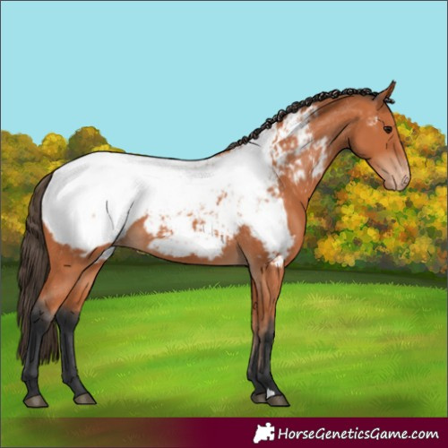 Horse Color:Bay Near Fewspot 