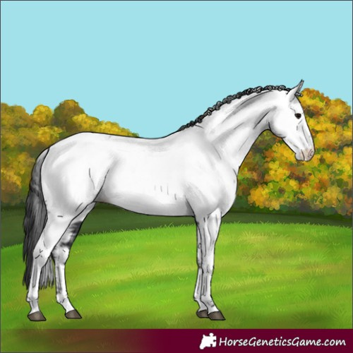 Horse Color:Black Fewspot 