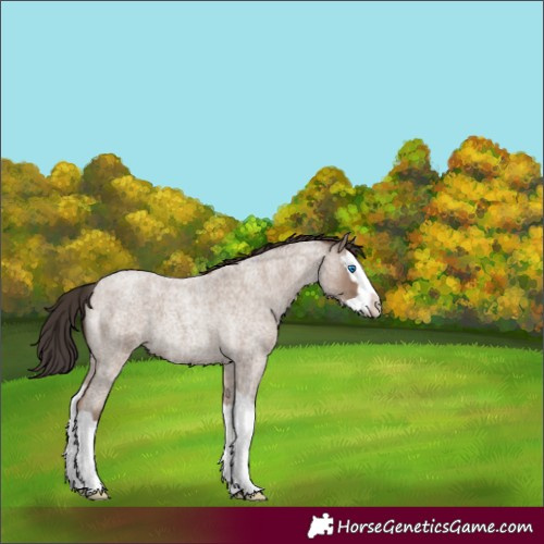 Horse Color:Classic Champagne Roan Splash 