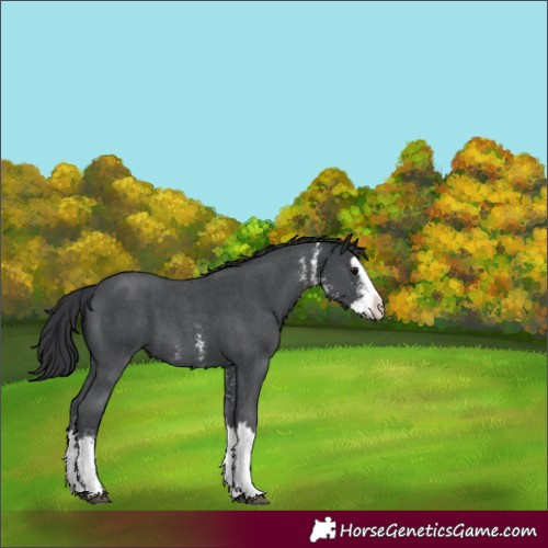 Horse Color:Black Sabino Splash 
