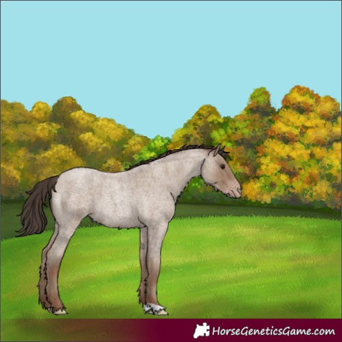Horse Color:Classic Champagne Roan 