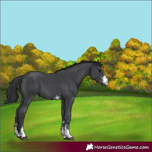 Horse Color:Black Sabino 