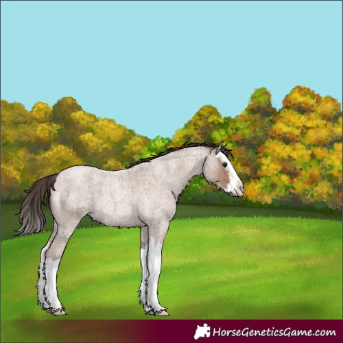 Horse Color:Classic Champagne Roan Splash 