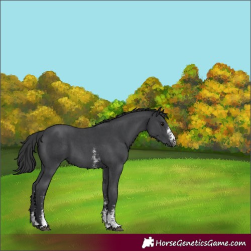 Horse Color:Black Sabino 