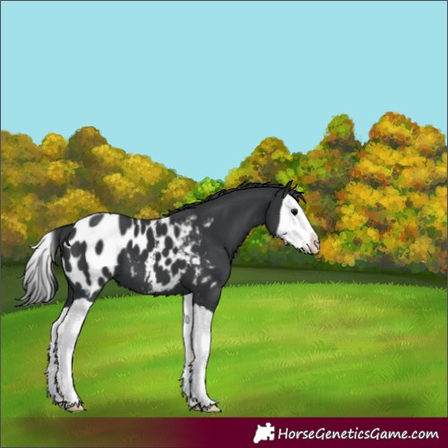 Horse Color:Black Splash Appaloosa 