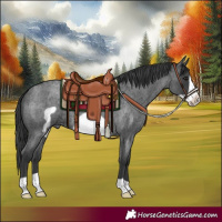Horse Color:Blue Roan Frame