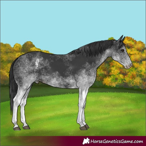 Horse Color:White Spotted Black 
