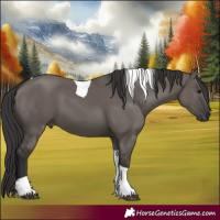 Horse Color:Smoky Grullo Tobiano 