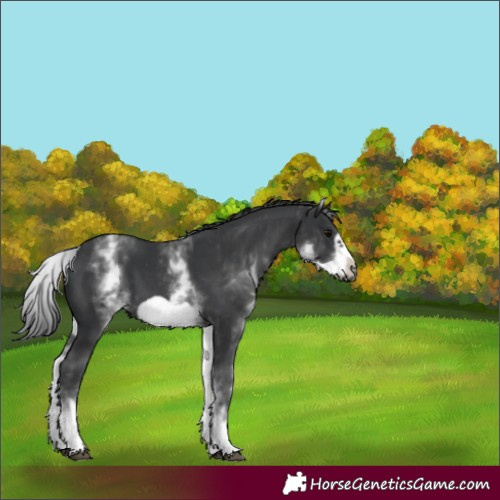 Horse Color:White Spotted Black Frame 