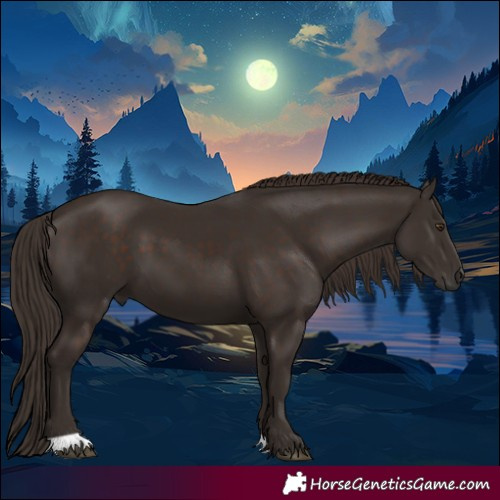 Horse Color:Liver Chestnut 