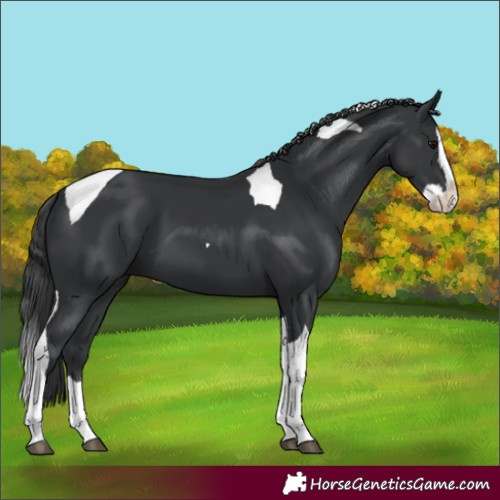 Horse Color:Unknown 