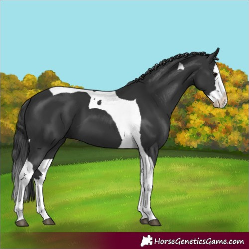Horse Color:Unknown 