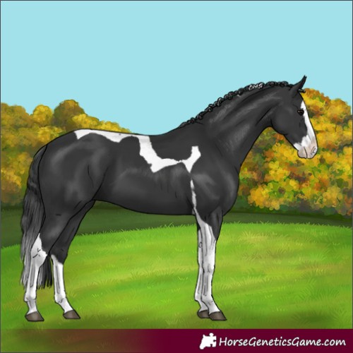 Horse Color:Unknown 