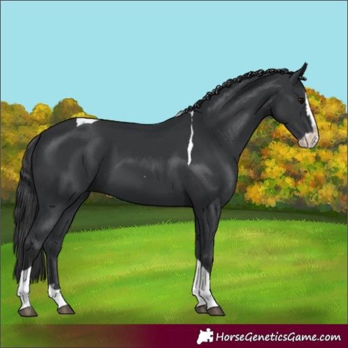 Horse Color:Unknown 