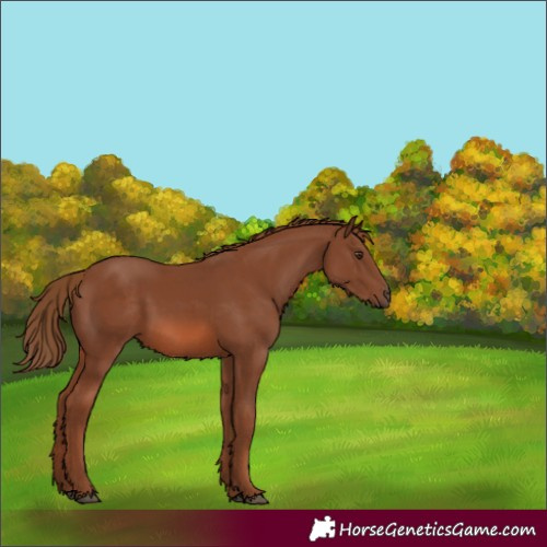 Horse Color:White Spotted Chestnut 