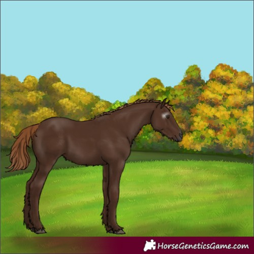 Horse Color:Gray White Spotted Chestnut 