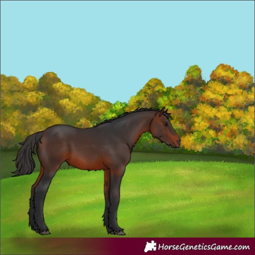 Horse Color:Brown 