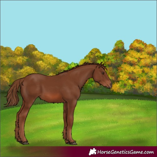Horse Color:White Spotted Chestnut 