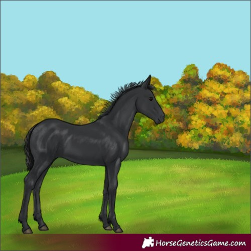 Horse Color:Black 