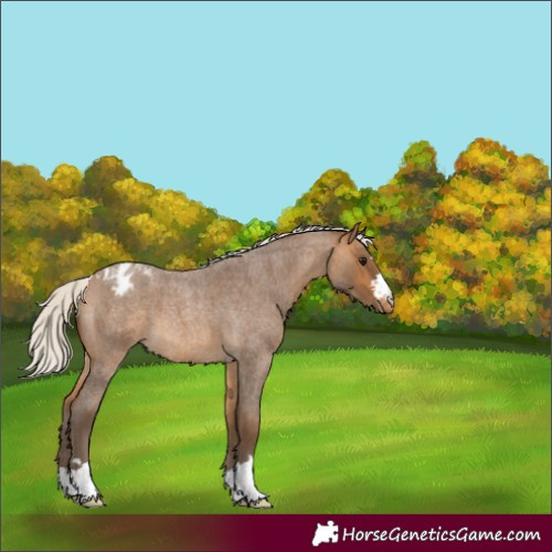 Horse Color:Silver Buckskin Roan Appaloosa 