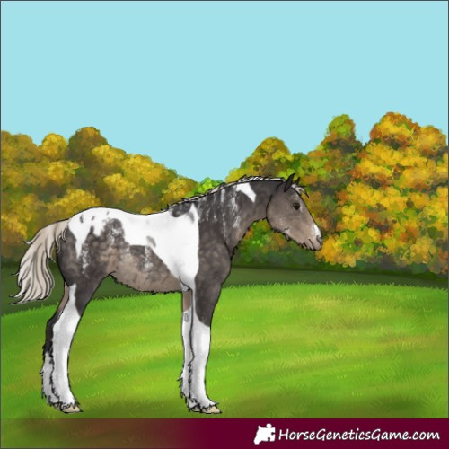 Horse Color:Powder White Silver Smoky Black Tobiano Appaloosa Rabicano 