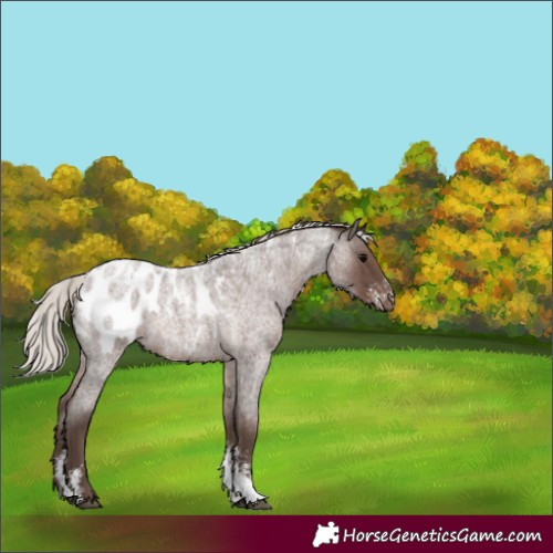 Horse Color:Powder White Silver Blue Roan Appaloosa 