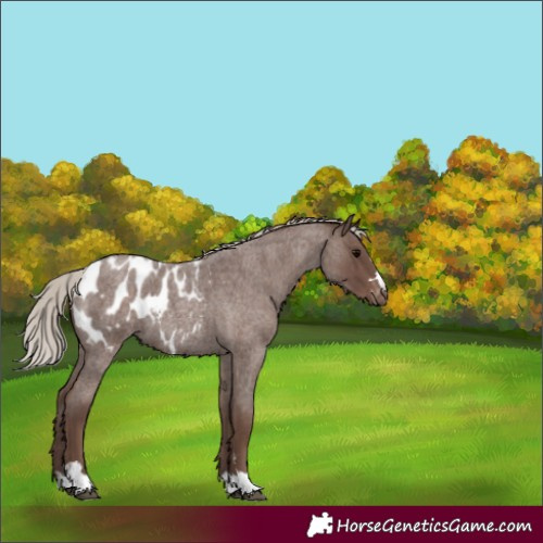 Horse Color:Silver Blue Roan Appaloosa 