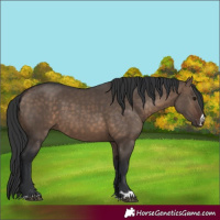 Horse Color:Brown Dun 