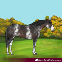 Horse Color:White Spotted Brown