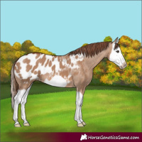 Horse Color:Red Dun Splash Frame Appaloosa 