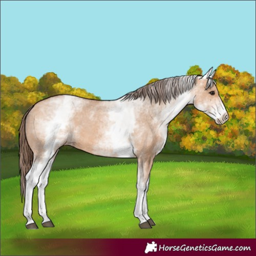 Horse Color:White Spotted Bay Dun Appaloosa 