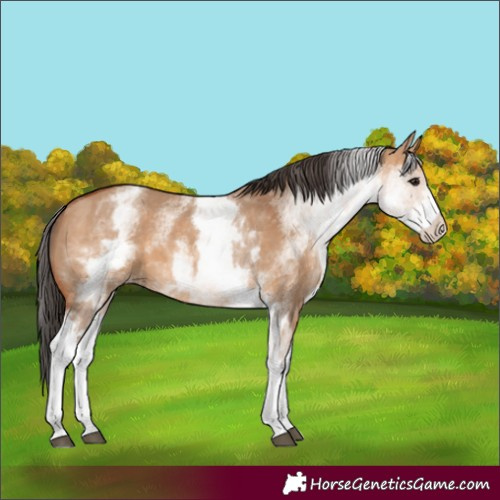 Horse Color:White Spotted Bay Dun 