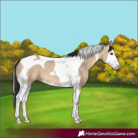 Horse Color:Bay Dun Splash Tobiano
