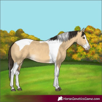 Horse Color:Buckskin Dun Splash Tobiano